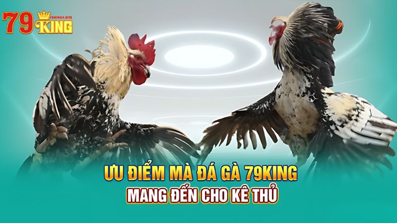 Ưu điểm của đá gà 79King4